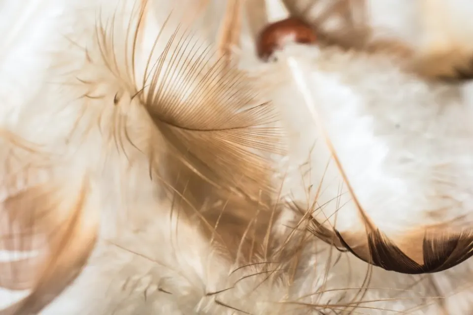 Close-up of soft brown and white feathers